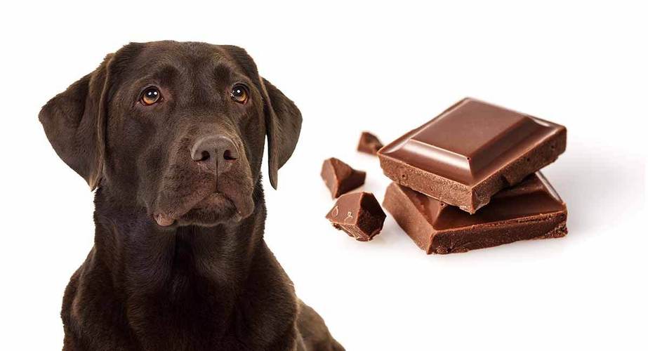 小狗能吃巧克力吗