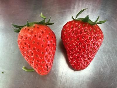 巧克力草莓和奶油草莓区别