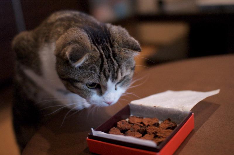 猫是巧克力