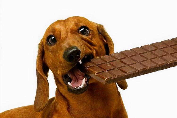 葡萄和巧克力哪个对狗危害更大