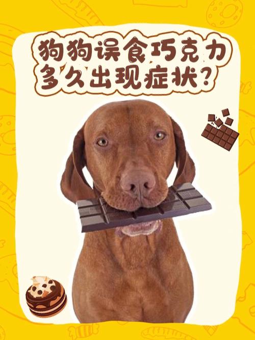 狗为什么不可以吃巧克力的相关图片