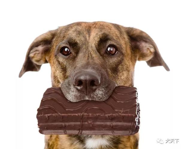 狗吃了巧克力会死吗的相关图片